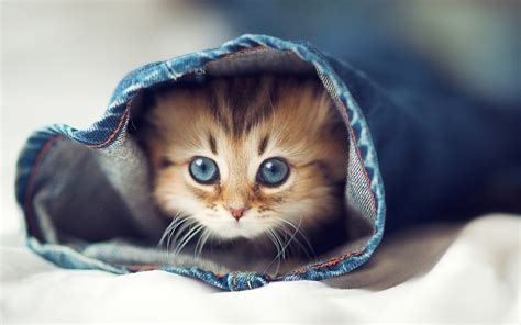 cutest pics|Cute Wallpapers: Free HD Download [500+ HQ] .